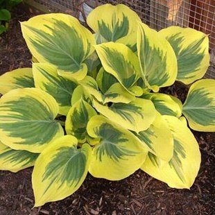 Хоста Liberty 4л- Hosta Liberty
