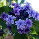 Гортензия Etoile Violette 20л d 60-120 h60-100см