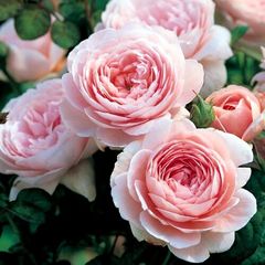 Саженцы розы розовые