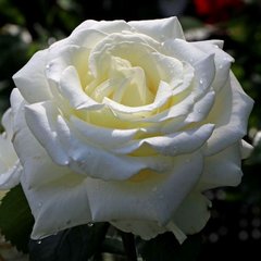 Троянда Мемоір 7.5л 4 роки