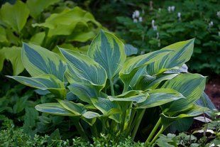 Хоста Alex Summers Р11 - Hosta Alex Summers