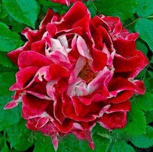Роза Спарклинг Раффлз - Rosa Sparkling Ruffles