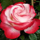 Троянда Ностальжі 4л 4 роки