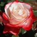 Троянда Ностальжі 4л 4 роки
