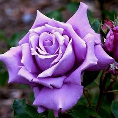 Саженцы розы сиреневые, фиолетовые и пурпурные