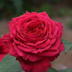 Роза Четырех Ветров -Rose des 4 Vents