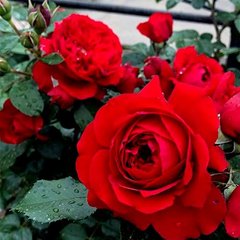 Троянда Грандесса 3-4л