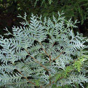 Туя Koraiensis 7.5л