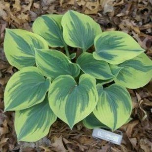 Хоста Aristocrat &reg; - Hosta Aristocrat