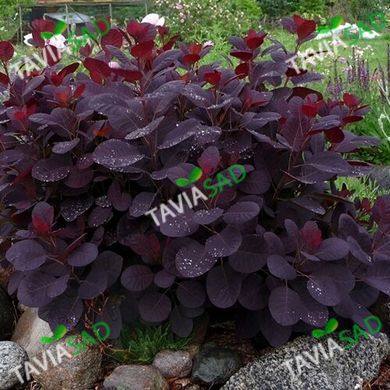 Скумпия кожевенная Роял Пурпл 1л (Cotinus cogygria Royal Purple)