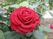 Роза Четырех Ветров -Rose des 4 Vents