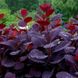 Скумпия кожевенная Роял Пурпл 1л (Cotinus cogygria Royal Purple)