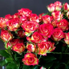 Саженцы розы спреи и миниатюрные розы