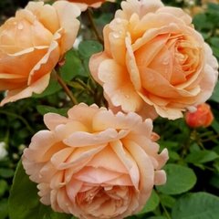 Троянда Чарльз Остін 4л ПРЕМІУМ