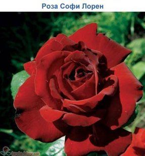 Роза Софи Лорен - Rose Sophy Loren 2л