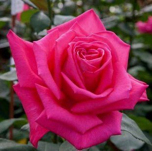 Роза Сьюзен Хэмпшир - Rose Susan Hampshire