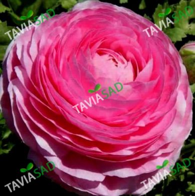 Лютик tomer Pink (6/7) 5шт (максимальный размер)