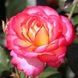 Троянда Лео Ферре 4л