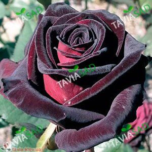 Троянда Блек Баккара 7,5л 4 роки