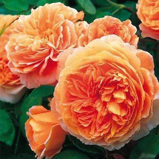 Роза Д.Остина Crown Princess Margareta 4-5л, (плетистая роза)