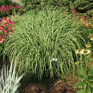 Мискантус Little Zebra P9 - Miscanthus Little Zebra