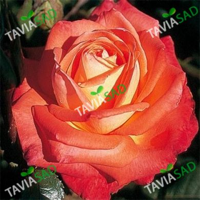 Троянда Конігин де Роузен ПРЕМІУМ  4л