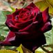 Троянда Блек Баккара 7,5л 4 роки