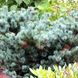 Сосна parviflora Negishi 20-25л 120-130 см
