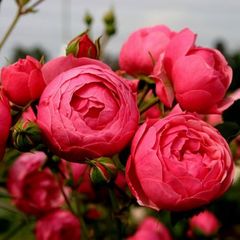Саженцы розы флорибунда