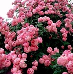 Саженцы розы флорибунда