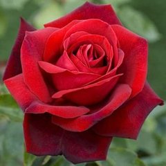 Троянда Гельмут Коль 7,5л 4 года (Троянда Ред Ностальжи)