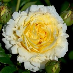 Роза Сирано де Бержерак - Rose Cyrano de Bergerac 2-3л