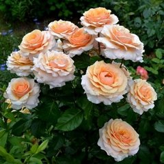 Троянда Сью Хіпкін 4л