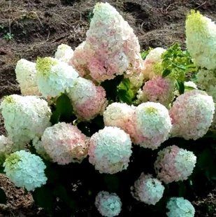 Гортензія Меджикал Мон Блан 3 л 3 роки (волотиста)