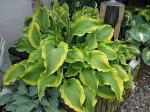 Хоста Atlantis 2-3л Hosta Atlantis