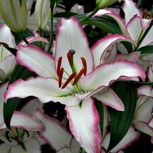 Лілія The Edge18/20 OR 1шт (преміум)