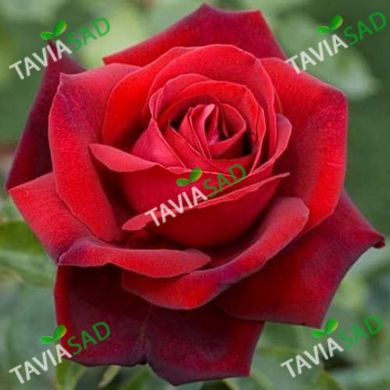 Троянда Гельмут Коль 7,5л 4 года (Троянда Ред Ностальжи)