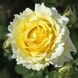 Роза Сирано де Бержерак - Rose Cyrano de Bergerac 2-3л