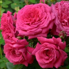 Роза Лагуна - Роза Laguna 4-5