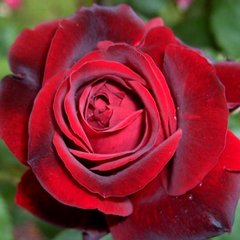 Троянда Ізабель Ренесанс 7,5л 4 года