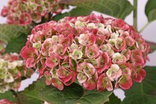 Гортензия Magical Four Seasons Revolution Pink 4л