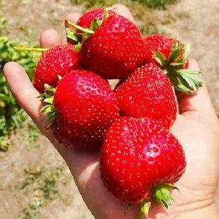 Клубника Шарлотта 5 шт