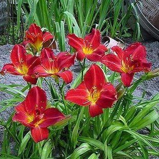 Лилейник Anzac - Hemerocallis Anzac