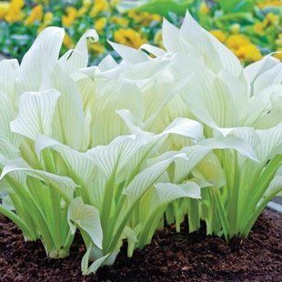 Хоста White Feather 3л