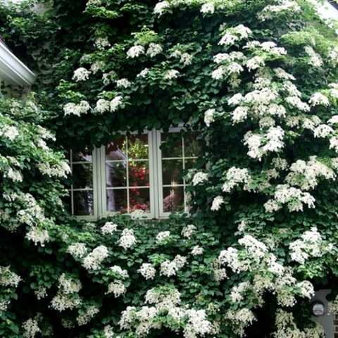 Гортензия черешковая: прекрасное растение для вашего сада
