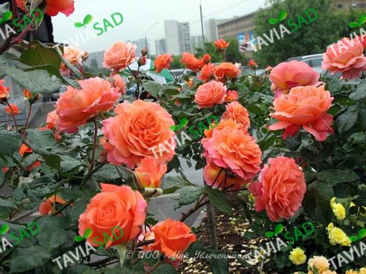 Троянда Емільєн Гійо 4л