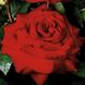 Троянда Гельмут Кохл Роуз  4л (Троянда Ред Ностальжи)