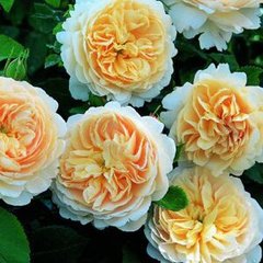 Роза Д. Остина Crocus Rose 10-15л