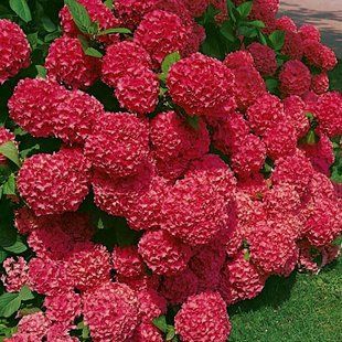 Гортензия Sybilla 3л 1 год