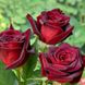 Троянда Блек Меджик 7,5л 4 роки